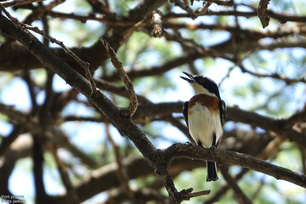 Pygmy Batis female