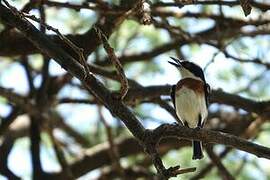 Pygmy Batis