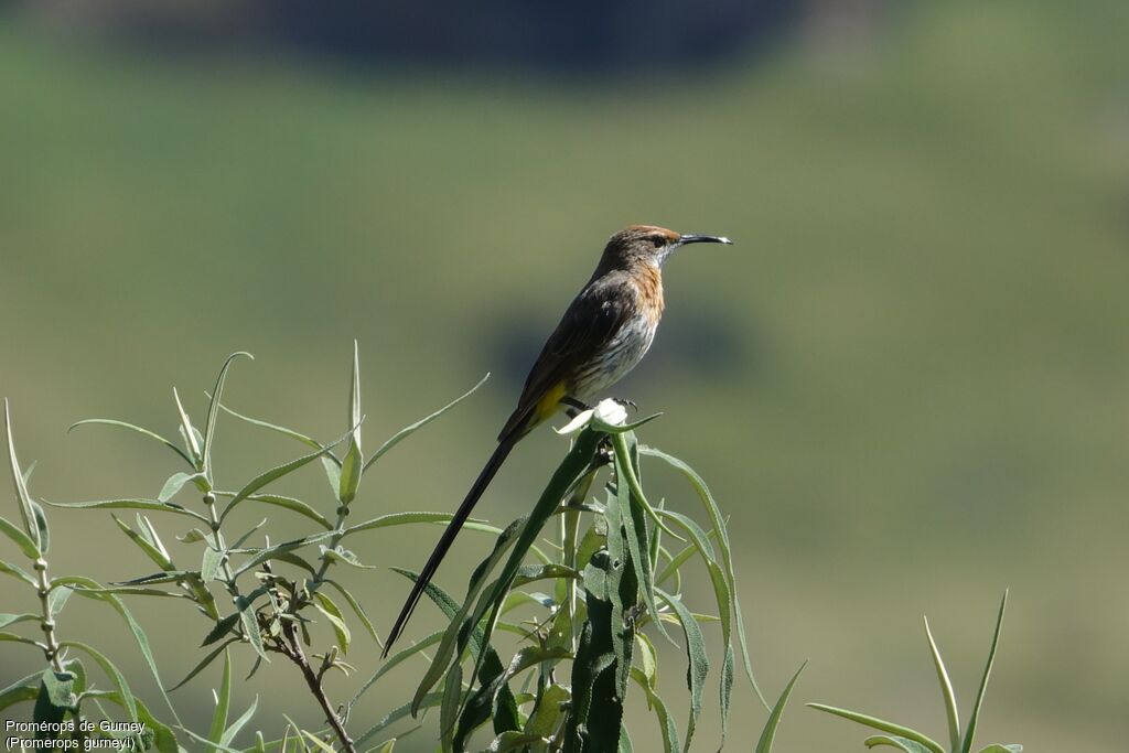 Gurney's Sugarbird