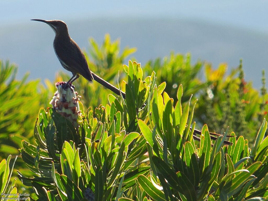 Cape Sugarbird