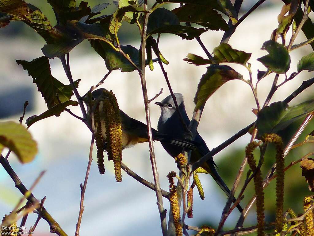 Grey Silky-flycatcher