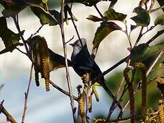 Grey Silky-flycatcher