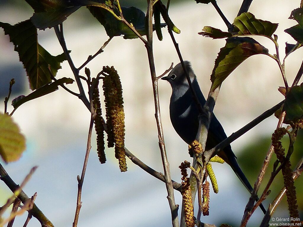 Grey Silky-flycatcher