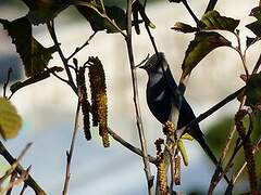 Grey Silky-flycatcher