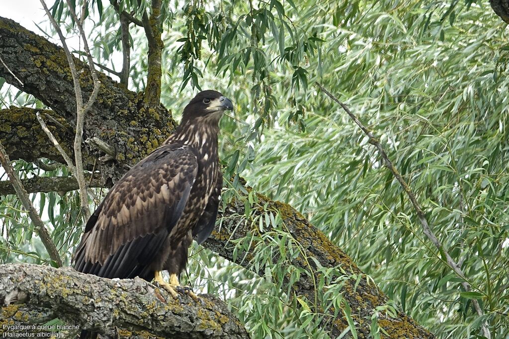 White-tailed Eaglejuvenile