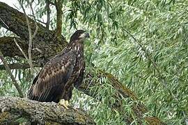 White-tailed Eagle