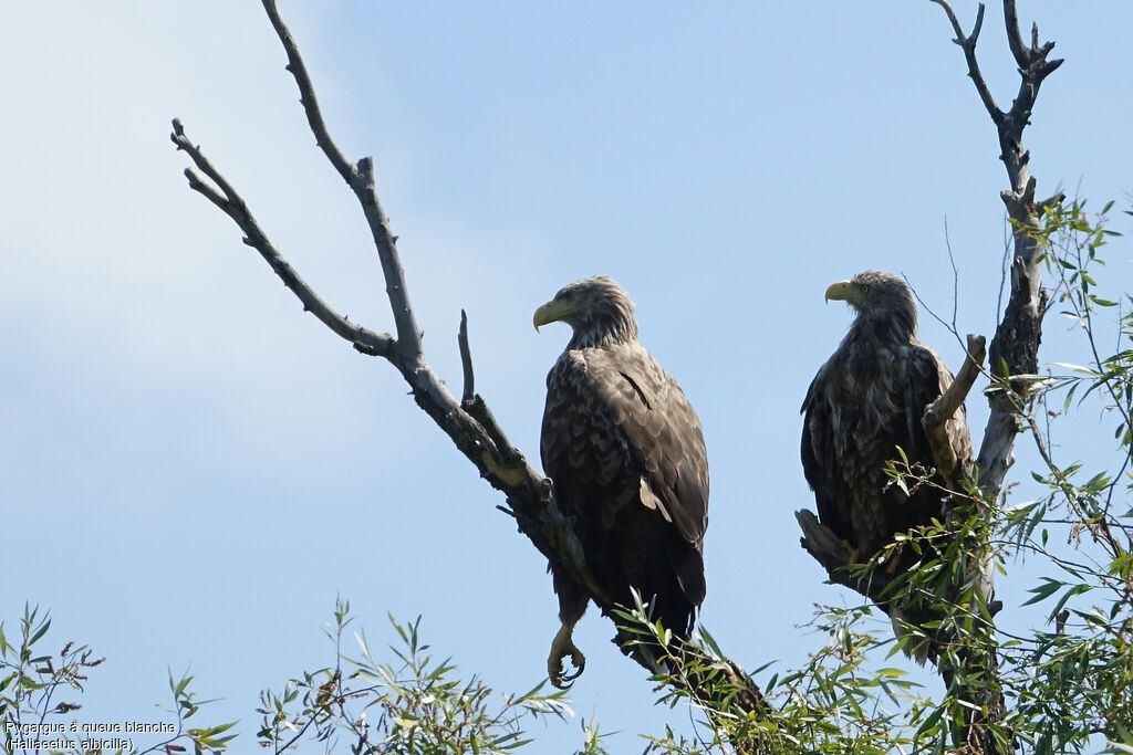 White-tailed Eagleadult