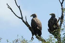 White-tailed Eagle