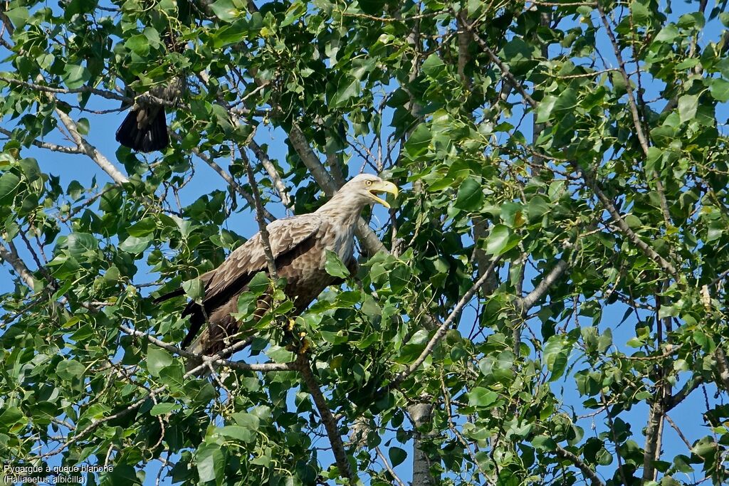 White-tailed Eagle