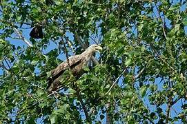 White-tailed Eagle