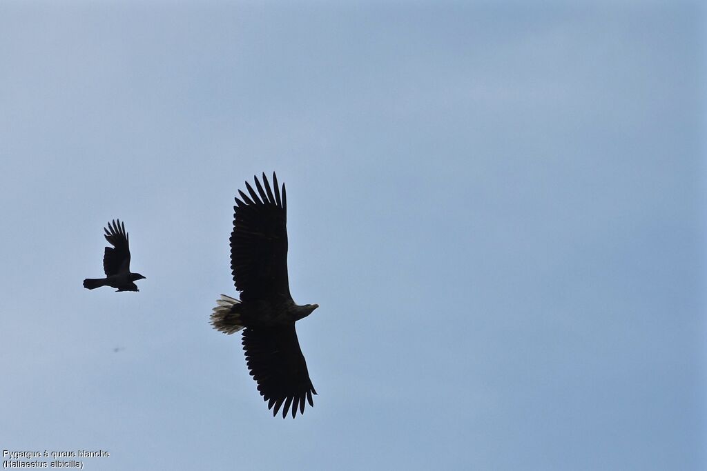 White-tailed Eagle