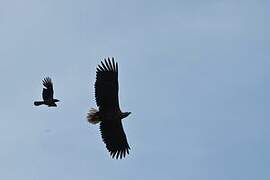 White-tailed Eagle