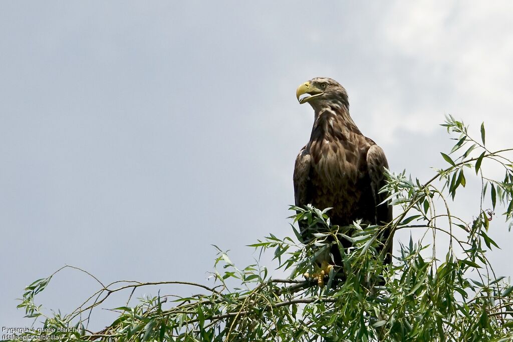 White-tailed Eagleadult