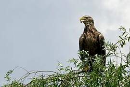 White-tailed Eagle