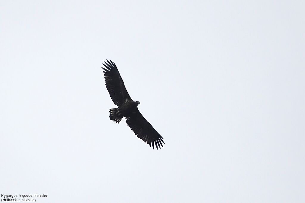 White-tailed Eagle