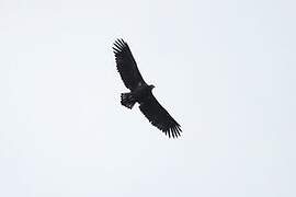 White-tailed Eagle