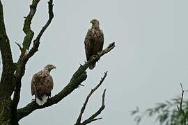 White-tailed Eagle