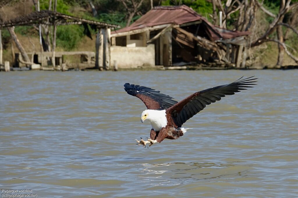 African Fish Eagle