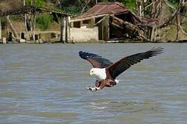 African Fish Eagle