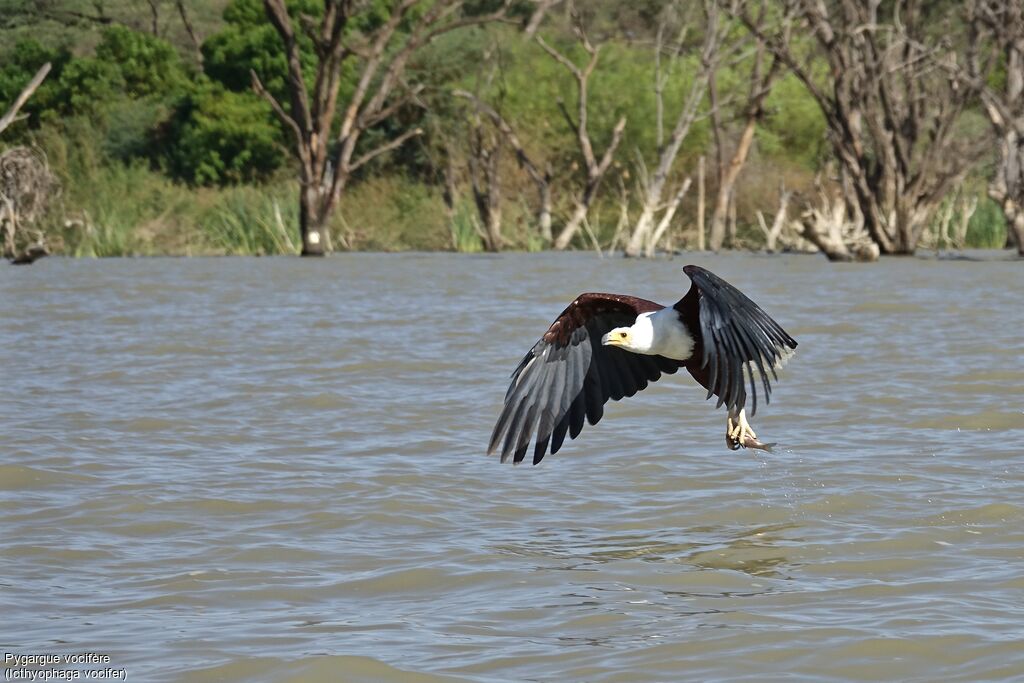 African Fish Eagle