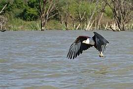 African Fish Eagle