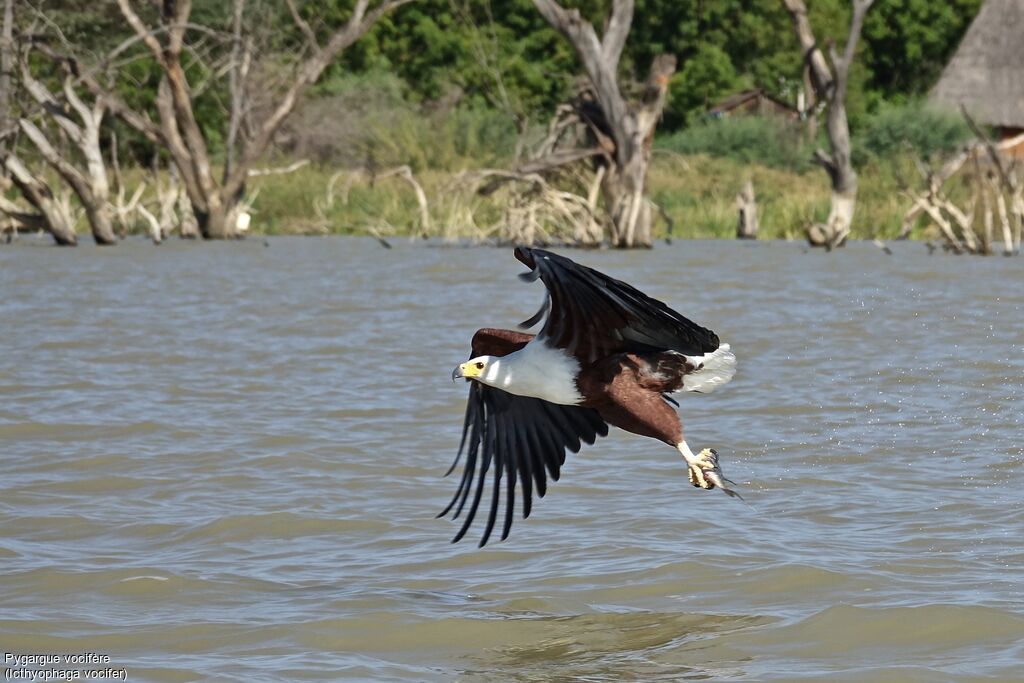 African Fish Eagle