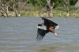 African Fish Eagle