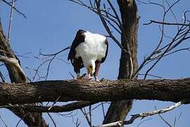 African Fish Eagle