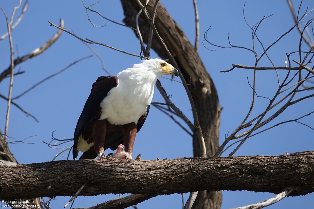 African Fish Eagle