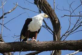 African Fish Eagle