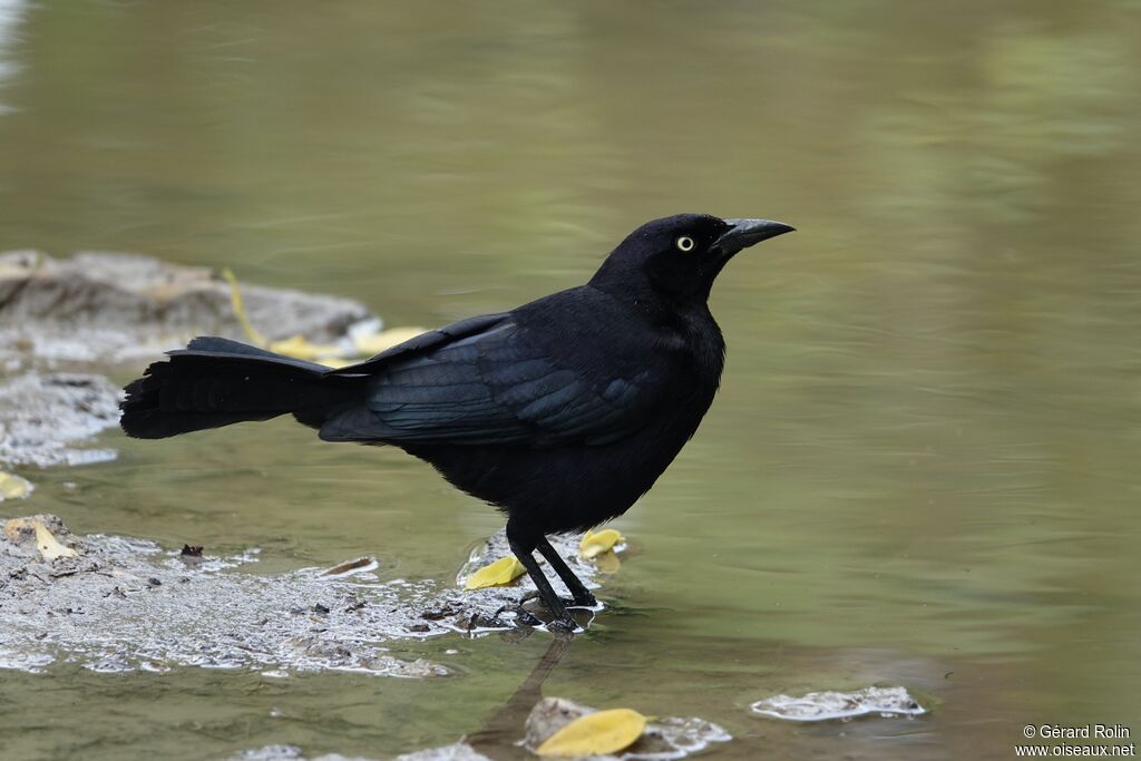 Carib Grackle