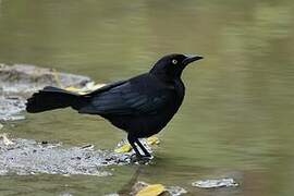 Carib Grackle