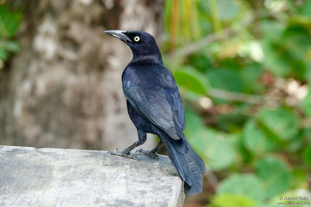 Carib Grackle male adult