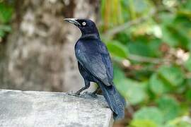 Carib Grackle