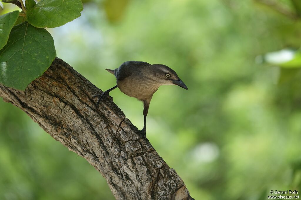 Carib Grackle female adult