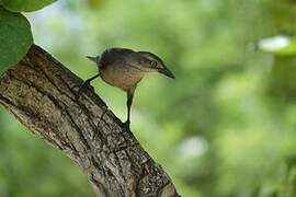 Carib Grackle