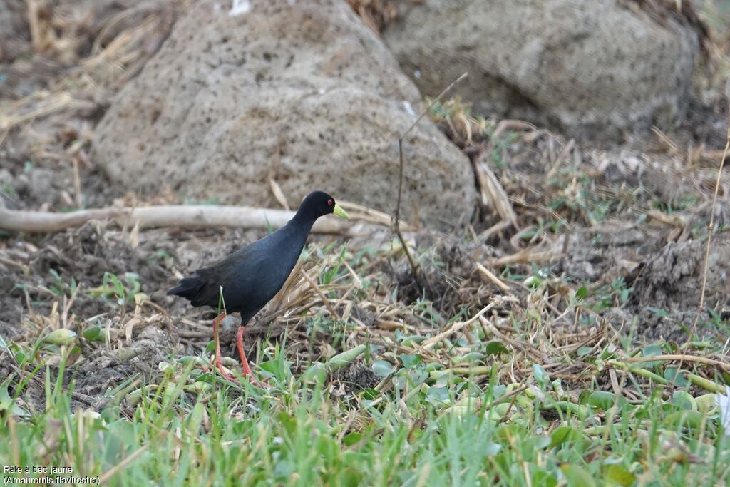 Black Crake