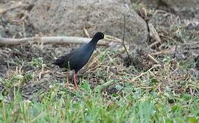 Black Crake