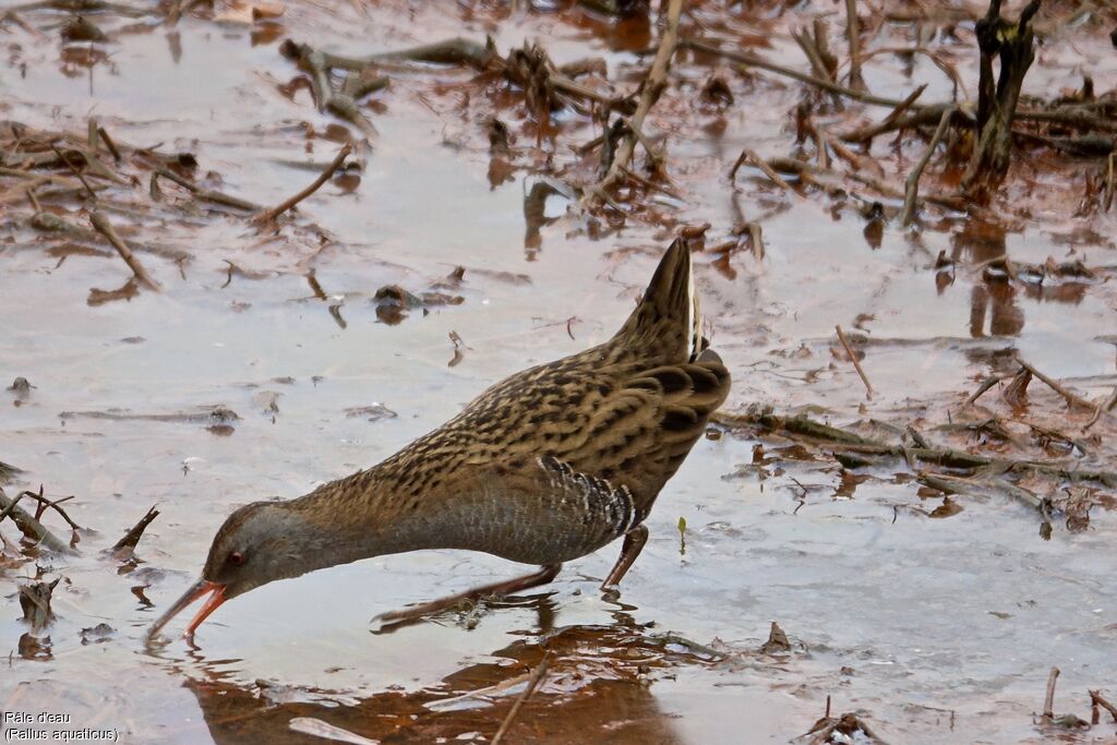 Water Rail