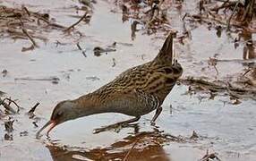 Water Rail