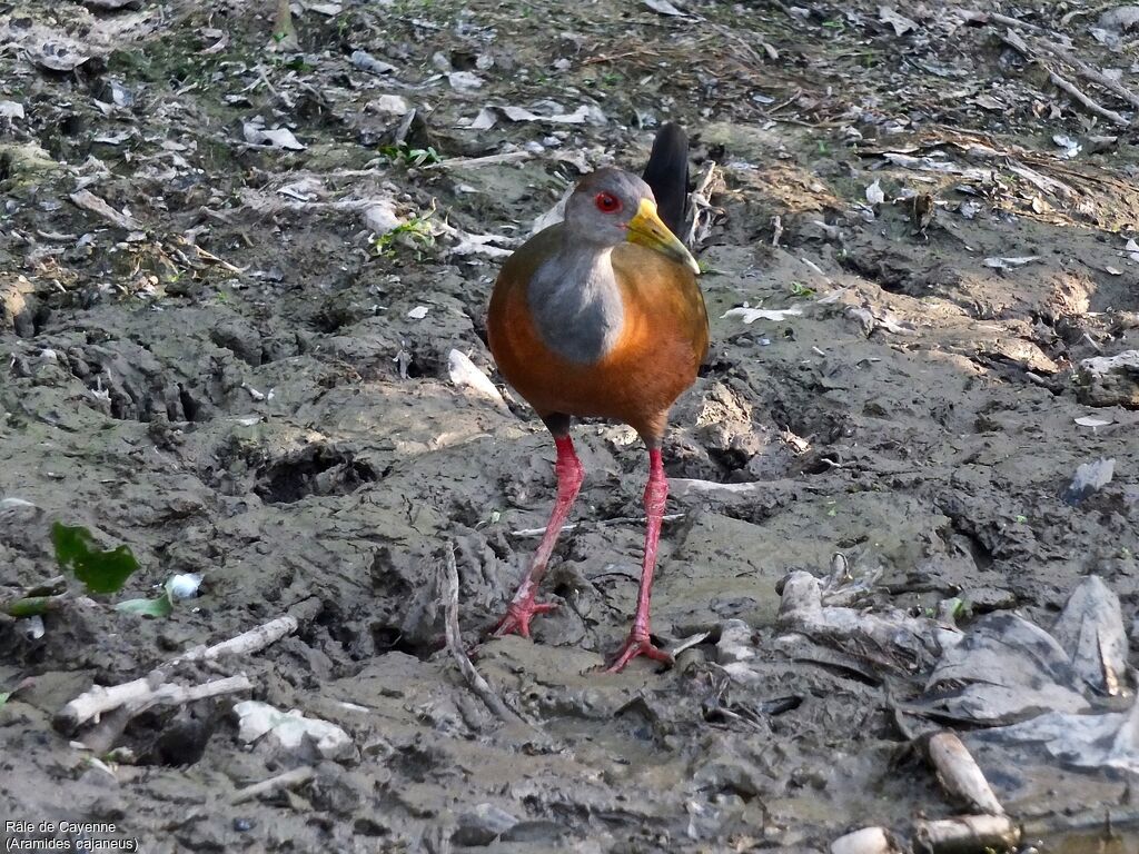 Grey-cowled Wood Rail