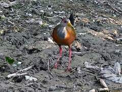 Grey-necked Wood Rail