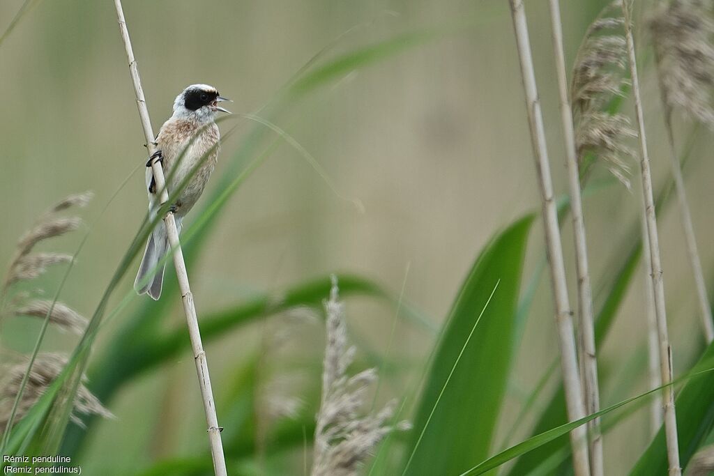 Rémiz penduline mâle