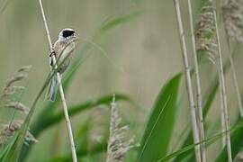 Eurasian Penduline Tit