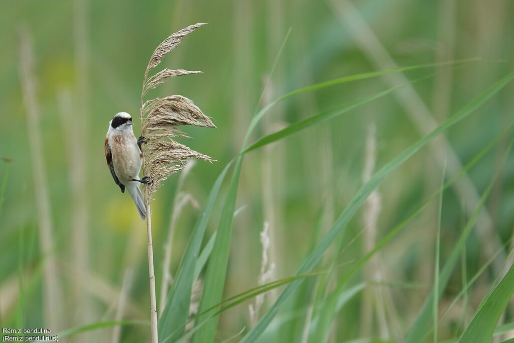 Rémiz penduline mâle