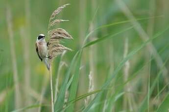 Rémiz penduline