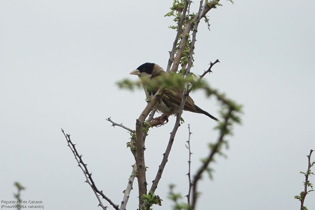 Black-capped Social Weaver