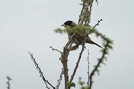 Black-capped Social Weaver