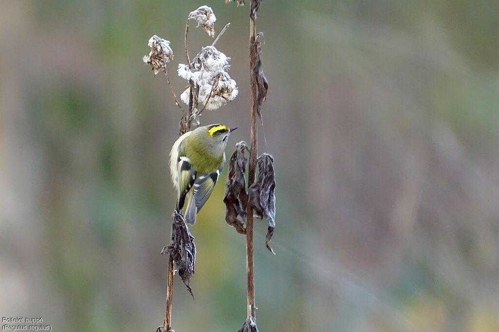 Goldcrest