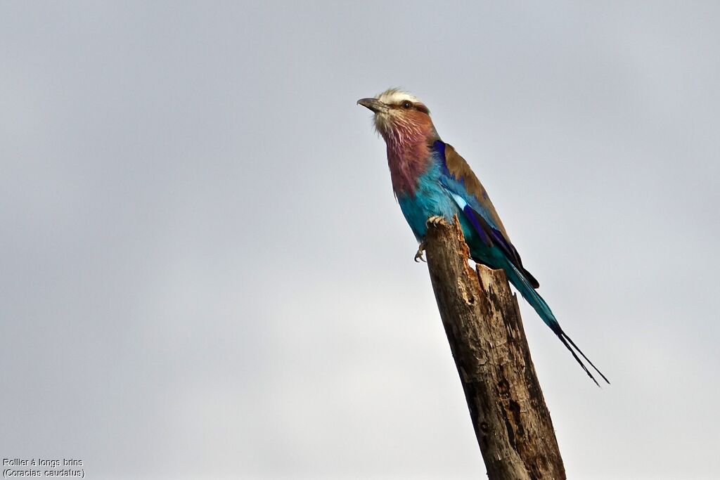 Lilac-breasted Roller